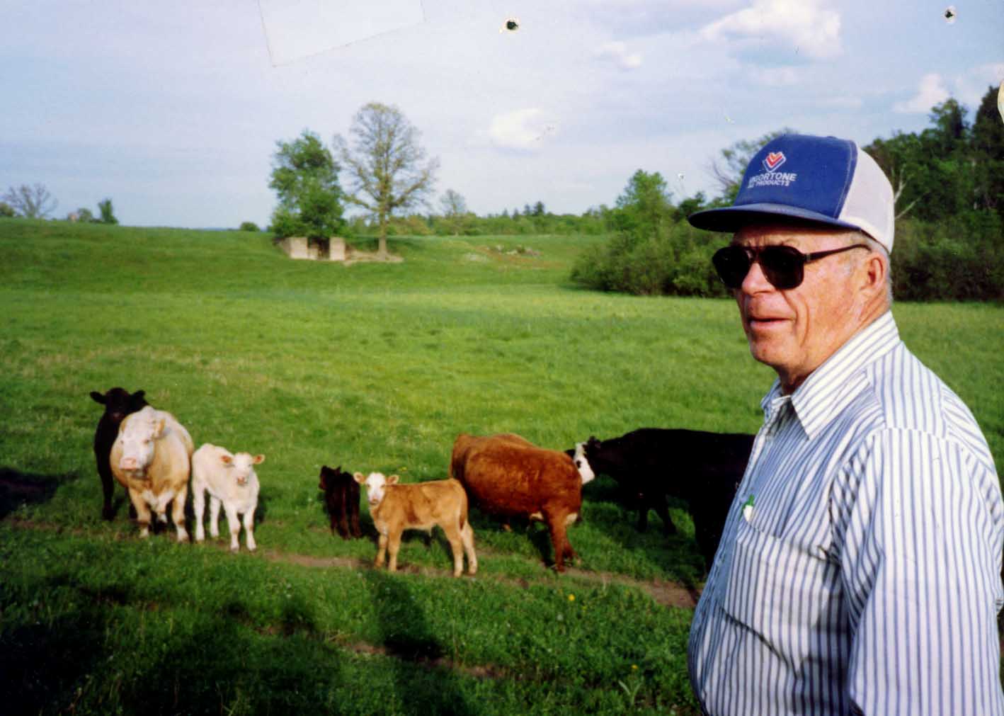 dad with calves in spring